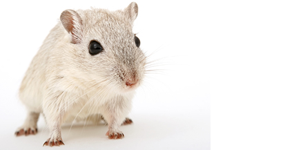 Blog Home Gerbil