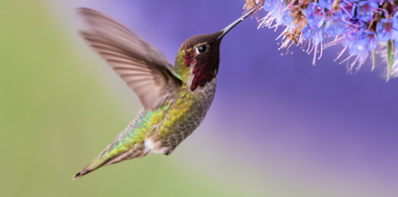 Blog Home hummingbird