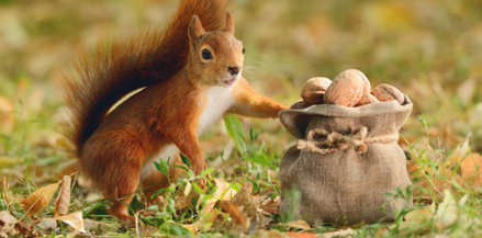 Blog Home squirrel